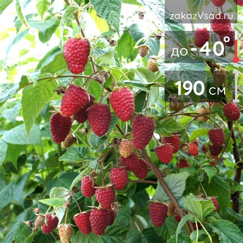 Малина Нижегородец - купить саженцы с доставкой по России