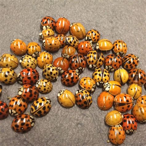 Asian Beetles- LOOK like lady bugs are back : r/newbrunswickcanada