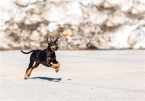 Manchester Terrier Dog Breed Health and Care | PetMD