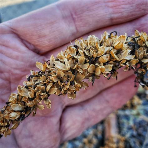 Grow Butterfly Bush from Seed