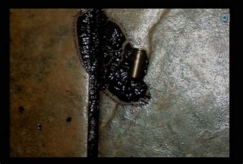 Travis Alexander Crime Scene Photos Timeline