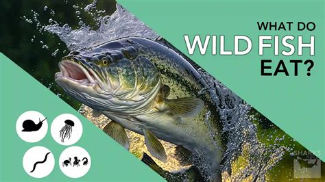 What Do Wild Fish Eat? - sharksinfo.com