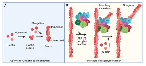 Role of ARP2/3 Complex-Driven Actin Polymerization in RSV Infection