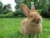 Image result for Cute Baby Rabbits for Free