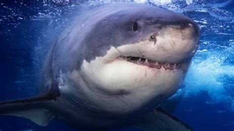Mummification of Shark: বাবার সামনে টেনে নিয়ে যায় ছেলেকে, লোহিত ...