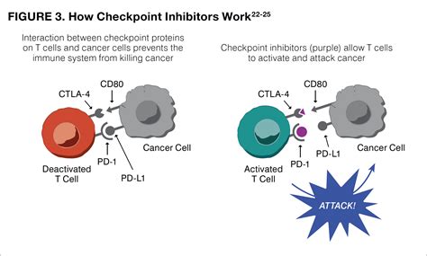 The Journey Through Stage III Melanoma: A Guide for Patients - Conquer ...