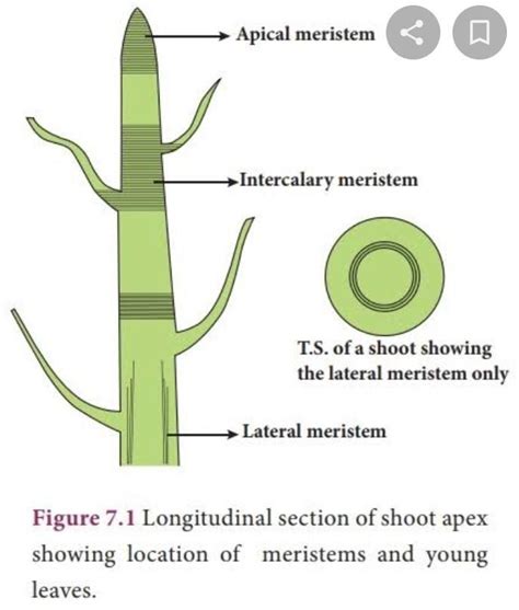 tissue is situated below the bark and responsible for increase in diameter