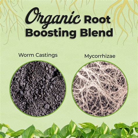 Buy Avocado Potting Soil for Sale | Perfect Plants