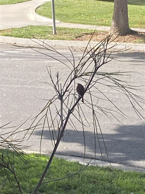 This leaf in our bush looks like a birb : r/Pareidolia