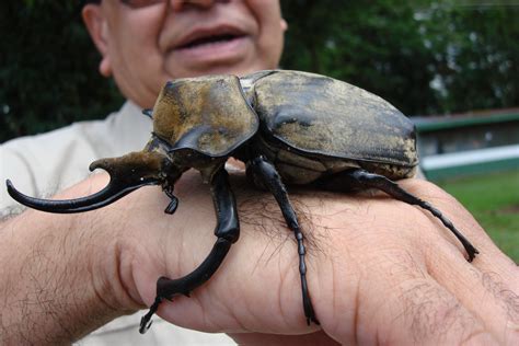 Giant Beetle, Costa Rica | Bug art, Beautiful creature, Animals