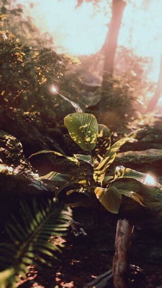 森林 的图像结果