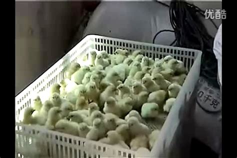 农村创业养鸡，养一千只土鸡要多少成本，会比在外面打工要好吗 - 知乎