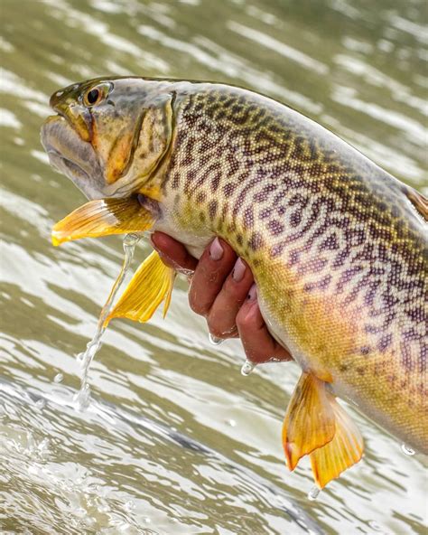 The 14 types of trout species – Artofit