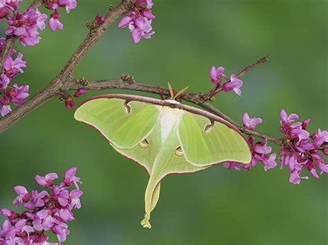 Download Pink Flower Flower Branch Insect Moth Animal Luna Moth Wallpaper