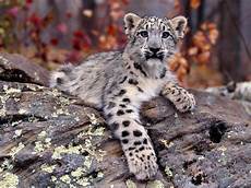 Snow Leopard Image by Play Your Part In Saving The Indian Snow Leopard Snow Leopard Image