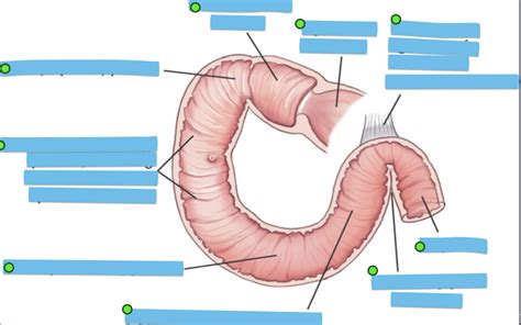 duodenum Diagram | Quizlet