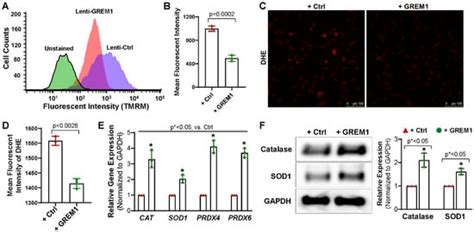 Overexpression of GREM1 Improves the Survival Capacity of Aged Cardiac ...
