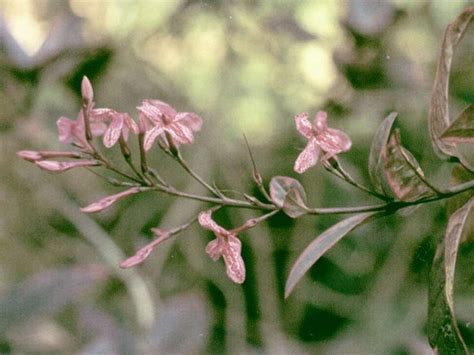 Organisation in the Vital : spiritual meaning of flower