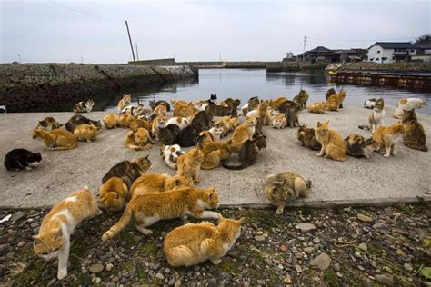 日本猫岛，萌神聚居之地。 | 良品志