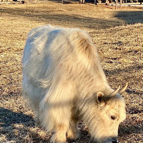 HITCHING POST HOTEL & FEED STORE (Crawford) - Hotel Reviews, Photos ...