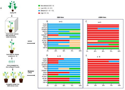 Screening for Resistance in Farmer-Preferred Cassava Cultivars from ...