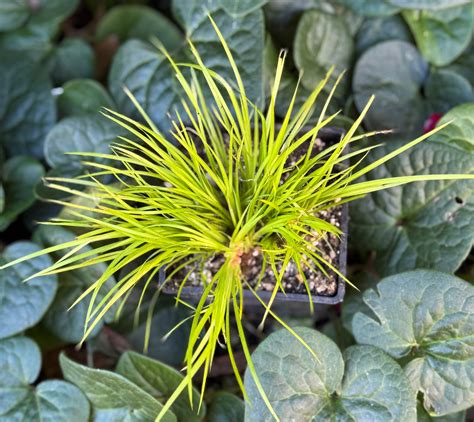 Acorus gramineus 'Minimus Aureus' – Cistus Nursery