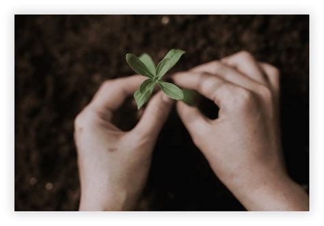 Image result for Stevia Process