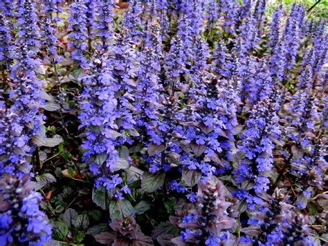 BUGLE Ground Cover Perennial AJUGA REPTANS Groundcover - Etsy Canada