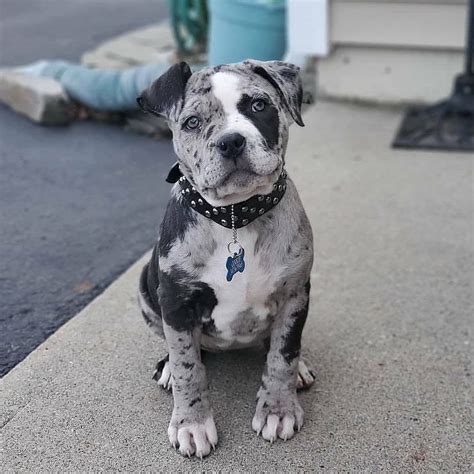 Blue merle pit bull – Artofit