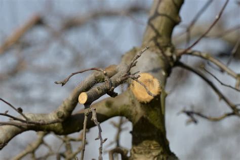 Image result for Apple Tree Pruning
