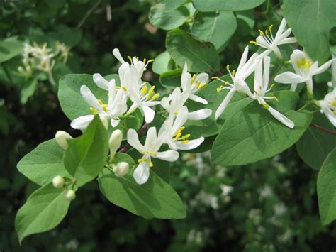 Bush Honeysuckle - Olmsted Parks Conservancy