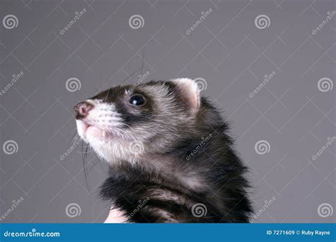 Smokey the Ferret stock image. Image of love, ferret, white - 7271609