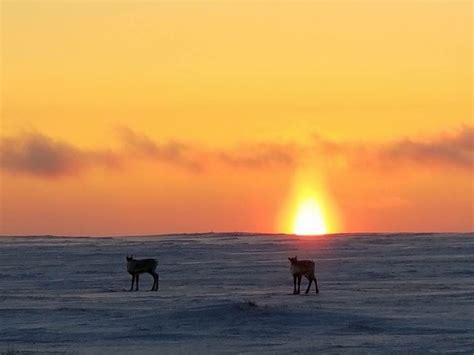 Barrow Alaska Sunlight 的图像结果