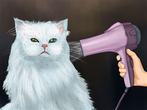 How To Groom A Persian Kitten at Samantha Mcwhae blog