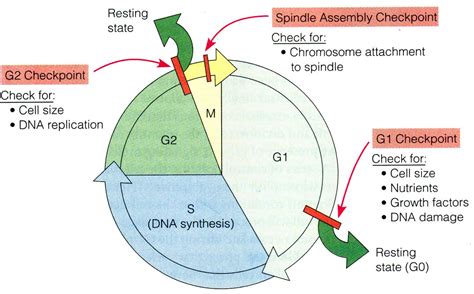 Cell Cycle Checkpoints 的图像结果