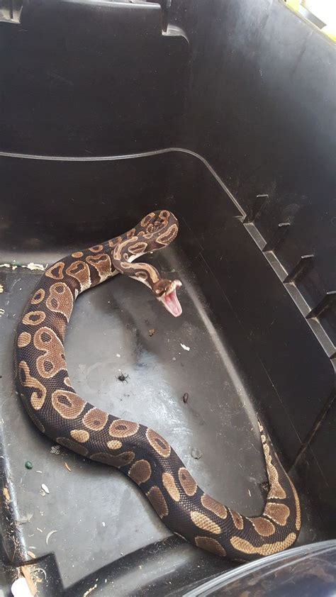 Ball Python Full Grown