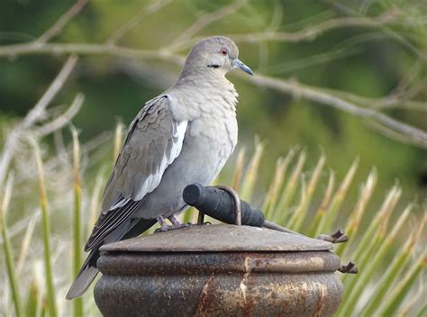 Birds from the Fields to the Desert – Birding in the San Jacinto Mountains