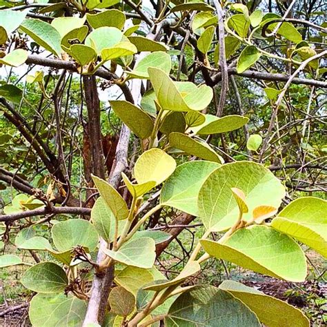 Dahiman "Dahipalas" (Cordia Macleodii) - Plant (Pre-booking) – Lalit ...