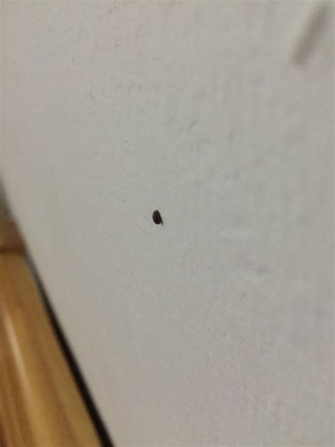 租的房里发现这种小虫子，床单上挺多，有些很小，不仔细看根本看不到，请问这是什么虫子，如何杀光？ - 知乎