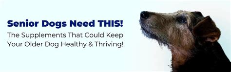 Senior Dogs and Supplements: Keeping Your Older Dog Healthy – K9 Vitality