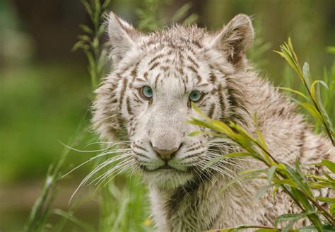 White Tiger Cub Rescued in Czech Republic - FOUR PAWS International ...
