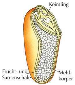 Was ist eigentlich Grieß, und gibt es Vollkorn-Grieß? | Naturkost ...