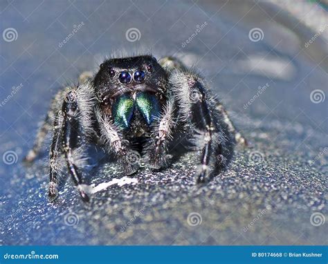 Jumping Spider stock photo. Image of hairy, undatus, platycryptus ...