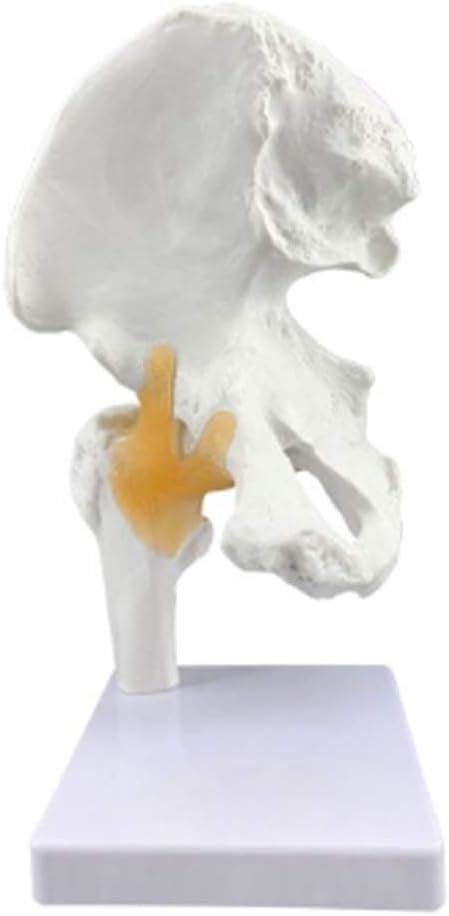 Educational Model Pelvic Model Human Skeleton Hip Articular Femur Model ...