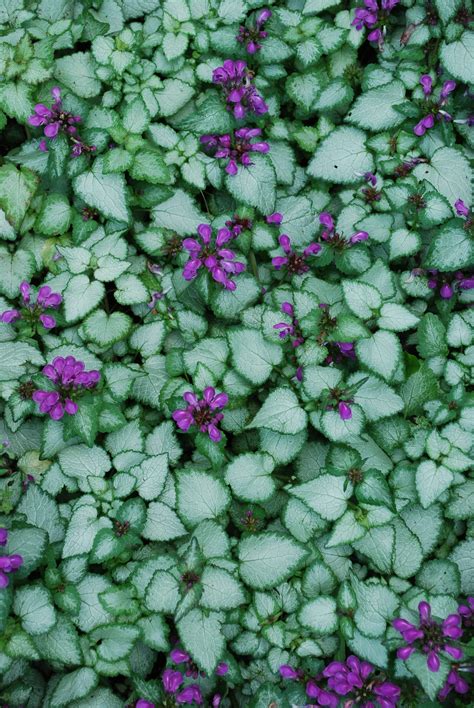 Purple Dragon Lamium - Kiwi Nurseries