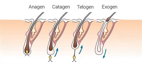 The Guide to Enhancing Beard Growth Naturally – Keya Seth Aromatherapy