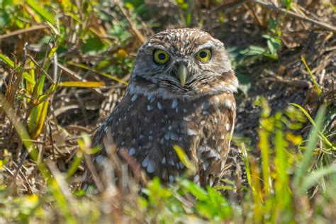 Can Owls Really Turn Their Heads All the Way Around? What Science Says