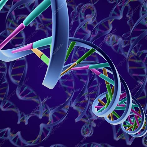 DNA molecular structure, artwork - Stock Image - C008/8354 - Science ...