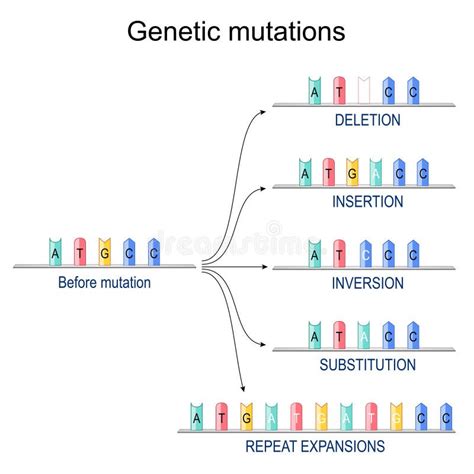 Image result for Mutation Process