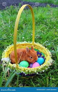 Image result for Colorful Bunny Images